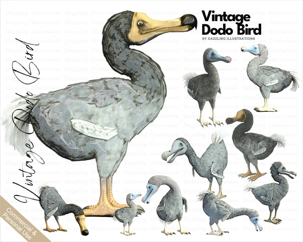Watercolor Illustration of the Dodo